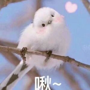 丰满少妇一㚫A片免费
